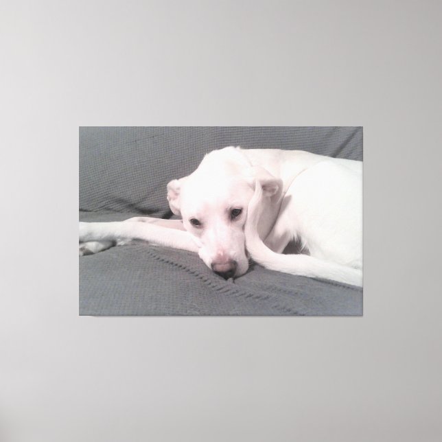 Lienzo Foto de perro blanco con cola curva contra cara (Anverso)
