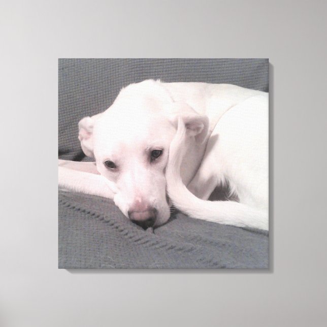 Lienzo Foto de perro blanco con cola curva contra cara (Anverso)