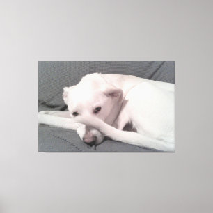 Lienzo Foto de perro blanco con cola en cara gris