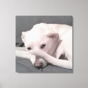Lienzo Foto de perro blanco con cola en la cara gris