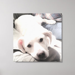 Lienzo Foto de perro cansado lindo con papá en sofá cuadr