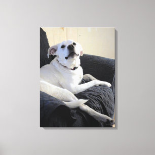 Lienzo Foto de perro gris y blanco lindo hablando
