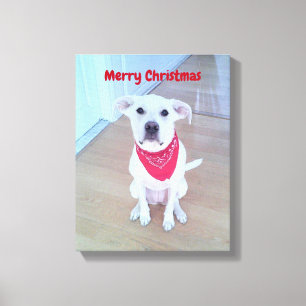 Lienzo Foto de perro lindo con curioso pegando en rojo la