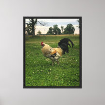 Foto de pollo en la granja