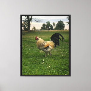 Lienzo Foto de pollo en la granja