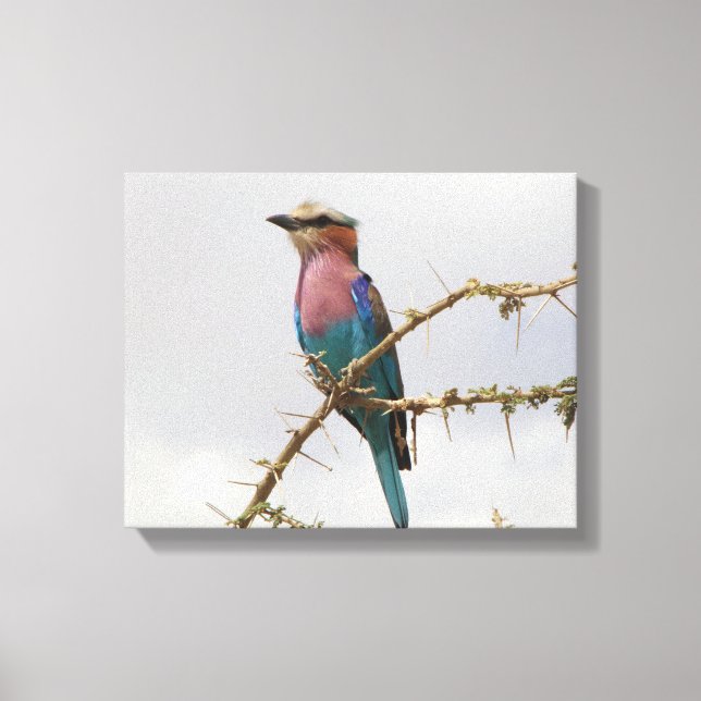 Lienzo Foto de Rainbow Bird (Anverso)