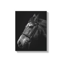 Foto de retrato de caballo en negro