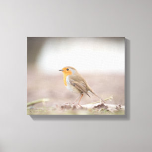 Lienzo Foto de Robin Bird Nature