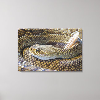Lienzo Foto de serpiente de cascabel