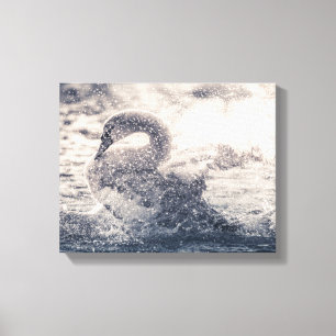 Lienzo Foto de Swan Nature