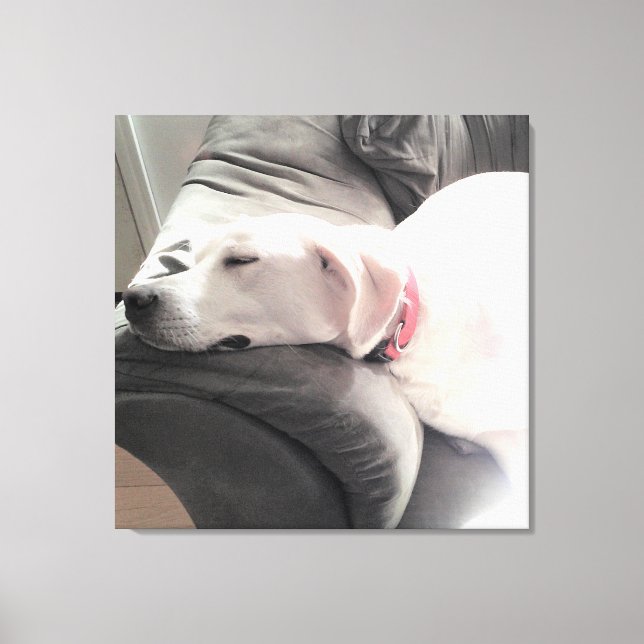 Lienzo Foto de un bello perro blanco durmiendo en el sofá (Anverso)