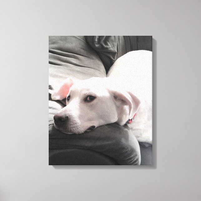 Lienzo Foto de un hermoso perro blanco cansado en el sofá (Anverso)