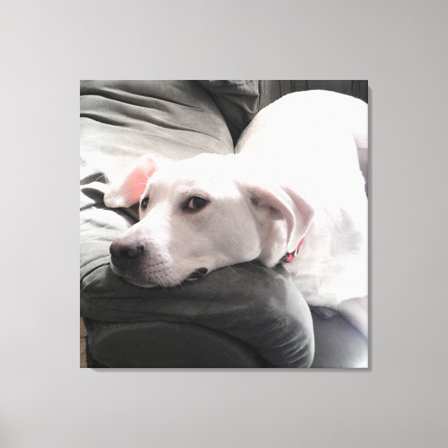 Lienzo Foto de un hermoso perro blanco cansado en el sofá (Anverso)