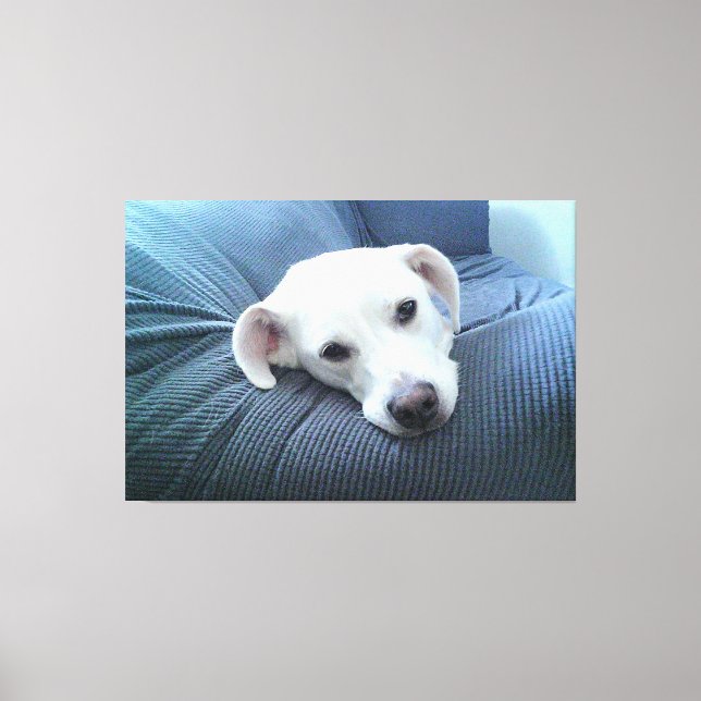 Lienzo Foto de una cara de perro blanco hermosa y pacífic (Anverso)