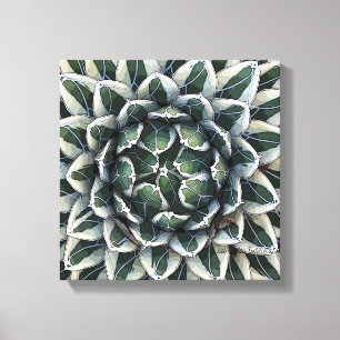 Lienzo Foto de Victoria-reginae del agavo de Debra Lee