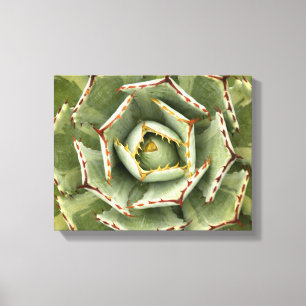 Lienzo Foto del "punto poner crema" del agavo