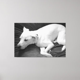 Lienzo Foto en blanco y negro de hermoso perro durmiendo