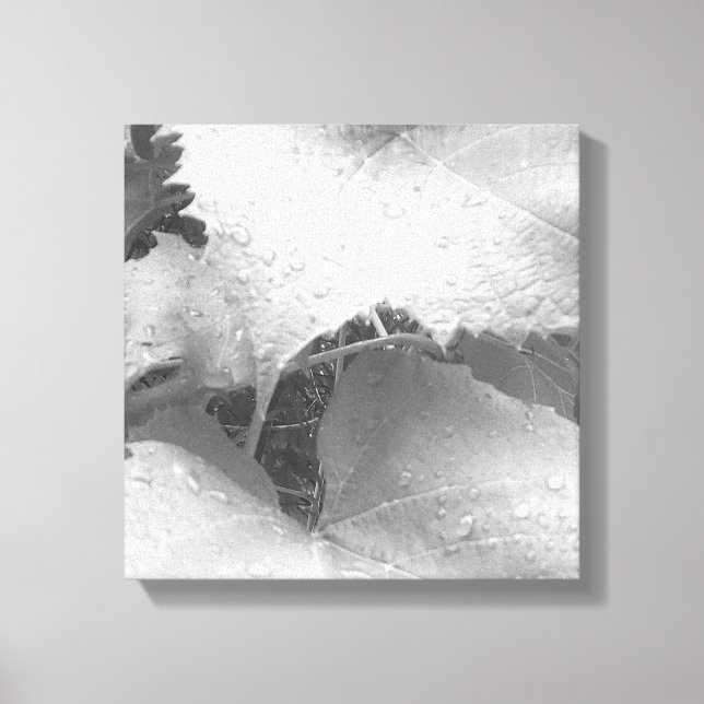 Lienzo Foto en blanco y negro de hojas de uva traseras (Anverso)