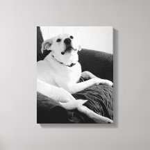 Foto en blanco y negro de la imagen de perro parla