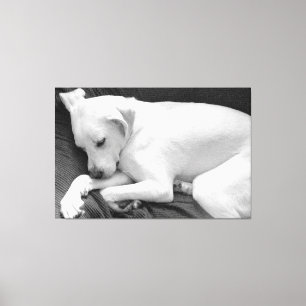 Lienzo Foto en blanco y negro de perro lindo durmiendo