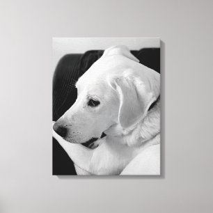 Lienzo Foto en blanco y negro de un bello perro blanco