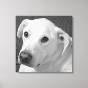 Lienzo Foto en blanco y negro de un bello perro conmovedo