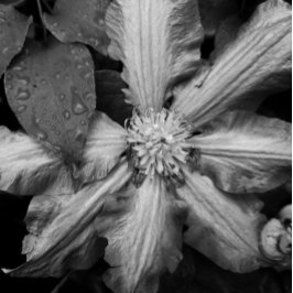 Lienzo Foto en blanco y negro de un clematis después de u