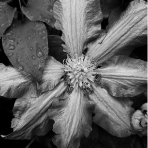 Lienzo Foto en blanco y negro de un clematis después de u