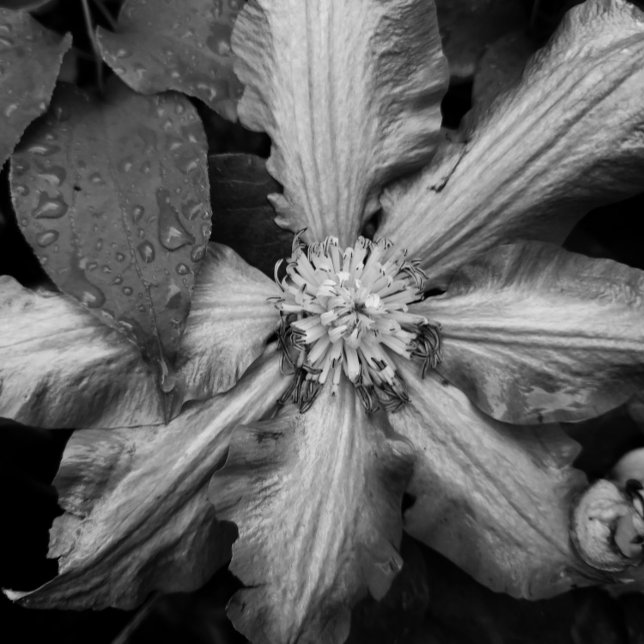 Lienzo Foto en blanco y negro de un clematis después de u (Subido por el creador)
