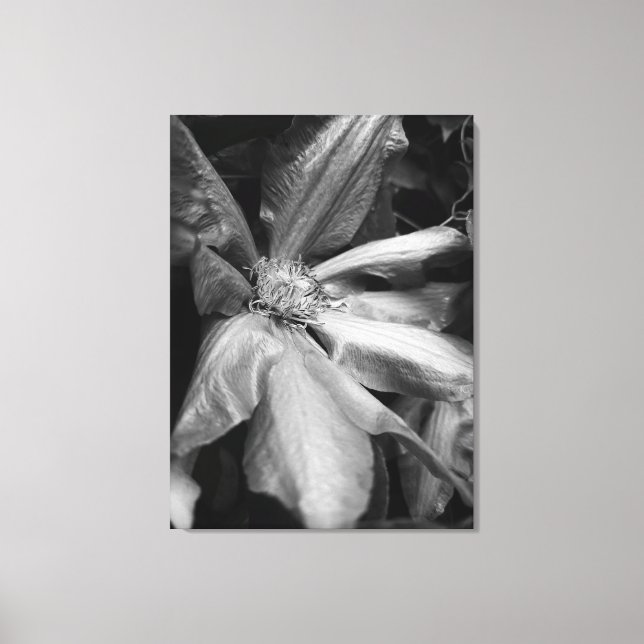 Lienzo Foto en blanco y negro de un clematis después de u (Anverso)