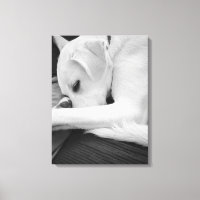 Foto en blanco y negro de un perro lindo descansan