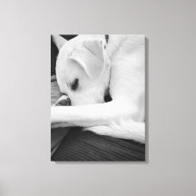 Foto en blanco y negro de un perro lindo descansan