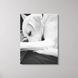 Lienzo Foto en blanco y negro de un perro lindo descansan