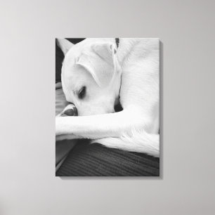 Lienzo Foto en blanco y negro de un perro lindo descansan