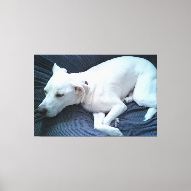 Lienzo Foto escueta de un bello perro blanco durmiendo (Anverso)