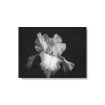 Foto floral de iris blanco y negro
