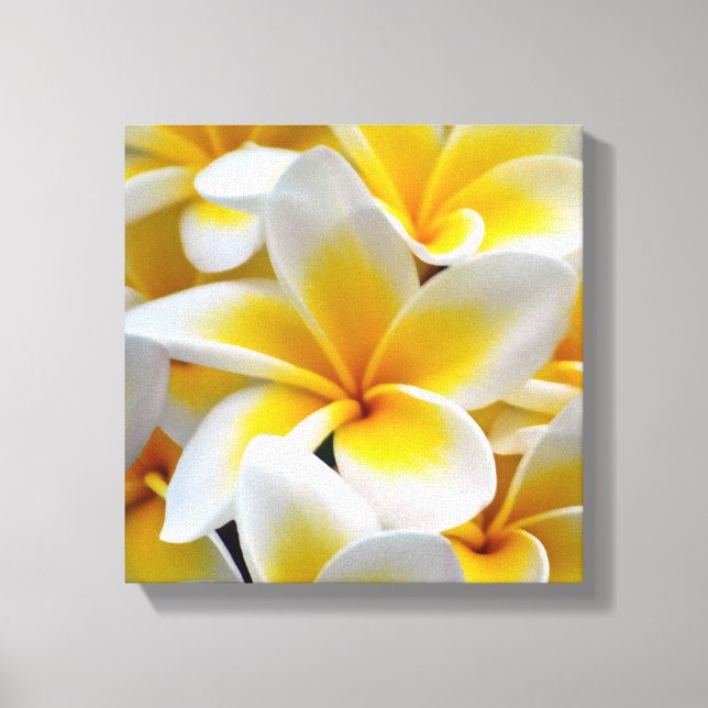 Lienzo Foto Frangipani Plumeria de Flor (Anverso)