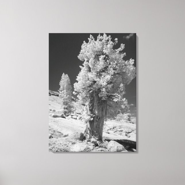 Lienzo Foto infrarroja en el lado este del Yosemite Natio (Anverso)