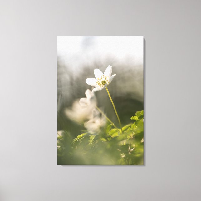 Lienzo Foto natural de Anemone de Madera (Anverso)