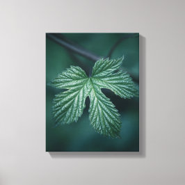 Lienzo Foto natural de Humulus Leaf