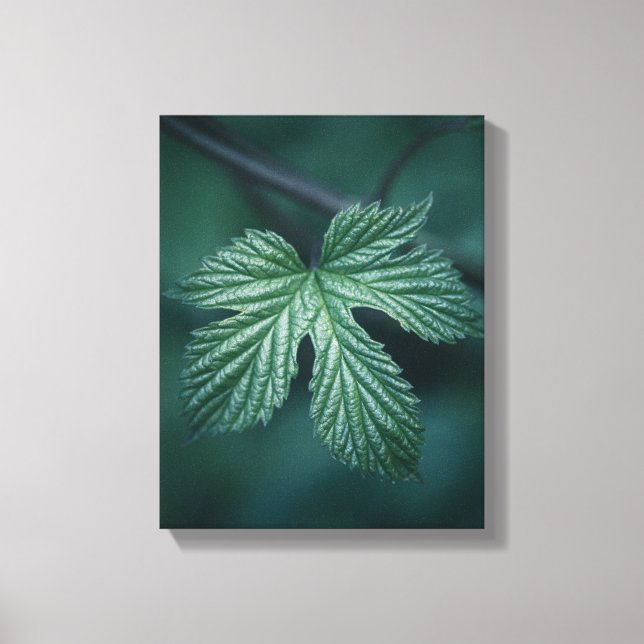 Lienzo Foto natural de Humulus Leaf (Anverso)
