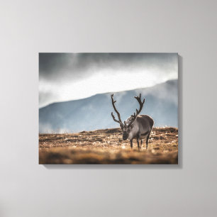 Lienzo Foto natural de renos de Svalbard