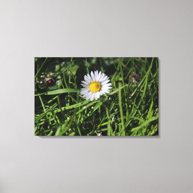 Lienzo Foto original de Daisy (Anverso)