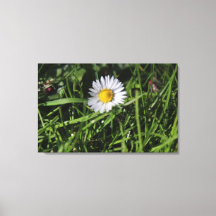 Lienzo Foto original de Daisy