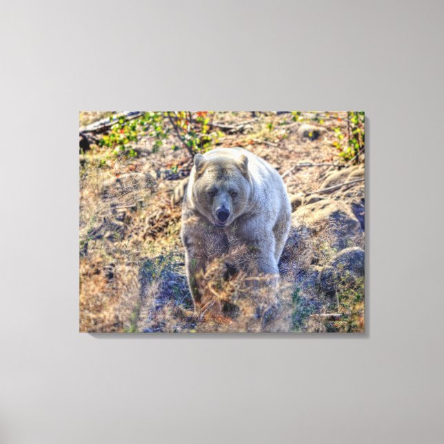 Lienzo Foto Rara del oso Kermode (oso espiritual) (Anverso)