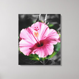 Lienzo Foto Rosa Hibiscus