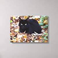 Foto simple de otoño para gato negro
