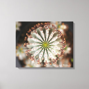 Lienzo Foto suculenta de Debra Lee Baldwin