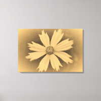 Fotografía antigua Cosmos Amarillo Flor Primer pla