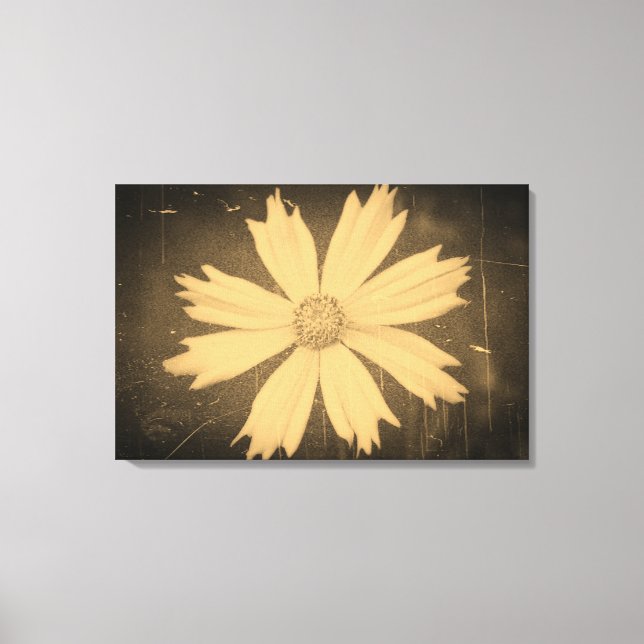 Lienzo Fotografía antigua del Cosmos Amarillo Flower Clos (Anverso)